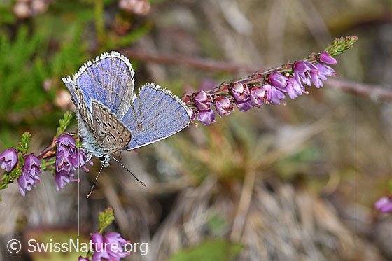 Foto: Wahrscheinlich Idas-Bläuling (Plebejus idas) auf Besenheide (Calluna vulgaris). Männchen. Flügel halb geöffnet. Ansicht schräg oben.