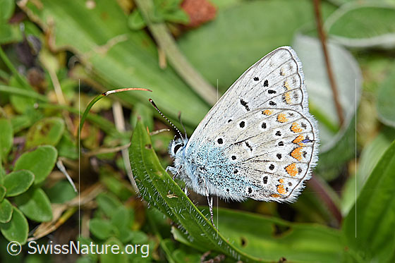Idas-Bläuling (Plebejus idas)