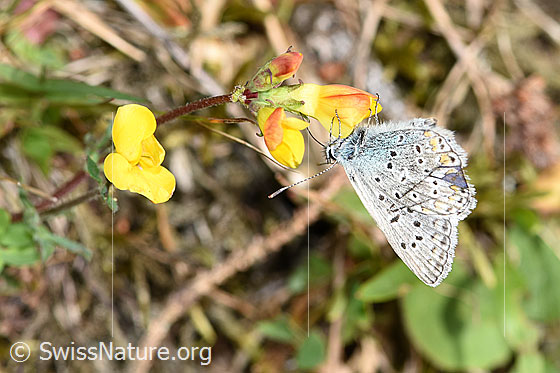 Foto: Wahrscheinlich Idas-Bläuling (Plebejus idas) Gewöhnlichem Hornklee (Lotus corniculatus). Männchen. Flügel geschlossen. Ansicht von schräg vorne.