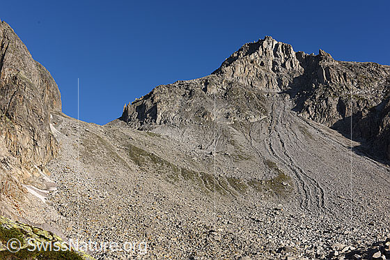 Photo: Terminal moraine (en moraine) of the Chüeboden glacier. Val Bedretto side.
Around 1880, a side arm of the Chüeboden glacier reached as far as the semicircle that is now covered in vegetation. The Chüebodenhorn can be seen on the right.