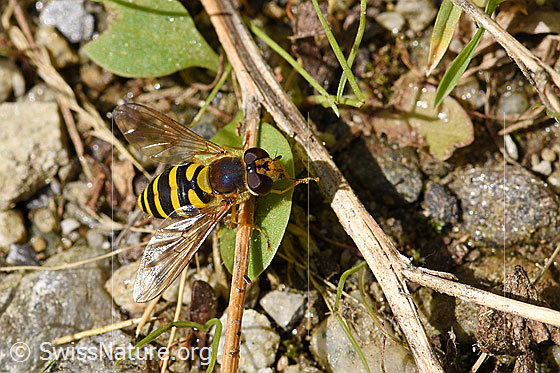 Foto: Grosse Schwebfliege (Syrphus ribesii). Länge 9 - 13mm. Ansicht von oben.