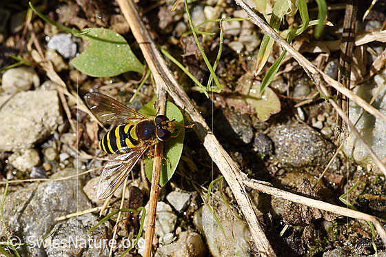 Foto: Grosse Schwebfliege (Syrphus ribesii). Länge 9-13mm. Ansicht von oben.