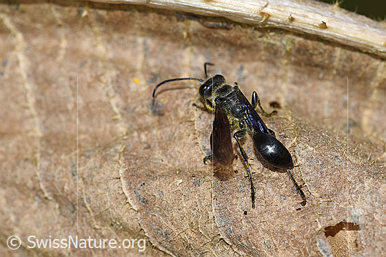 Stahlblauer Grillenjäger (Isidontia mexicana)