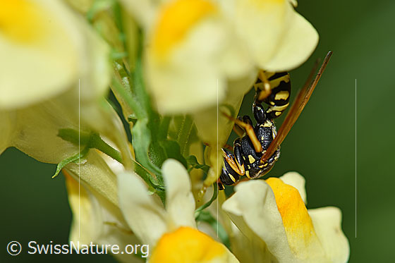Foto: Französische Feldwespe (Polistes dominula) an Gemeines Leinkraut (Linaria vulgaris). Weibchen, Körperlänge 13-18mm.
Französische Feldwespe: Alias Polistes dominulus. Alias: Haus-Feldwespe. Früher Gallische Feldwespe genannt.
Gemeines Leinkraut: Alias: Echtes Leinkraut, Kleines Löwenmaul.