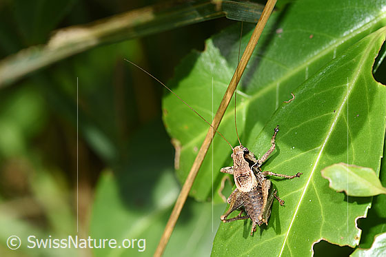 Gewöhnliche Strauchschrecke (Pholidoptera griseoaptera)