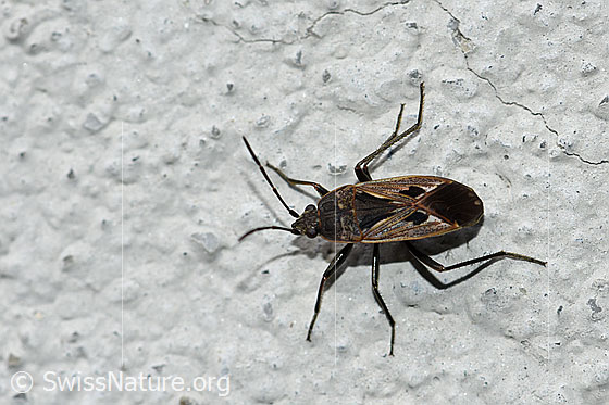 Rhyparochromus pini (Wanze)