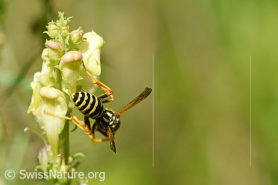 Photo: Paper wasp (Polistes dominula), femal, body length 13-18mm, on Linaria vulgaris.