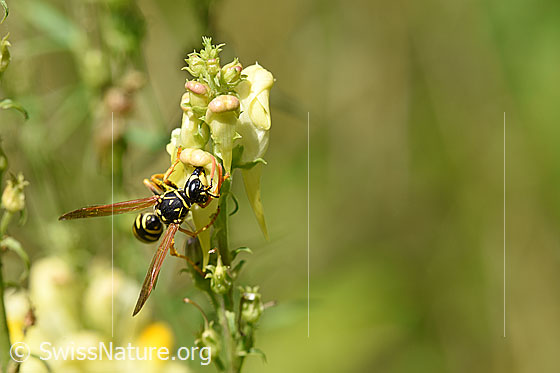 Photo: Paper wasp (Polistes dominula), femal, body length 13-18mm, on Linaria vulgaris.