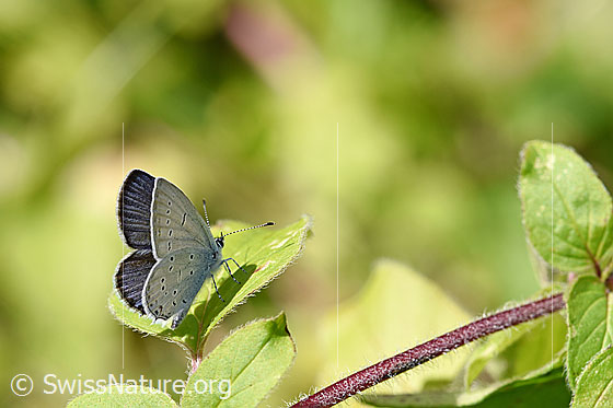 Photo: Cupido alcetas. Male. Wings closed. View from diagonally behind. Wingspan: 25 - 35 millimetres.