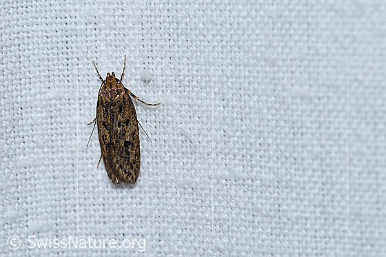 Samenmotte (Hofmannophila pseudospretella)