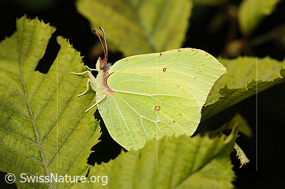 Zitronenfalter (Gonepteryx rhamni)