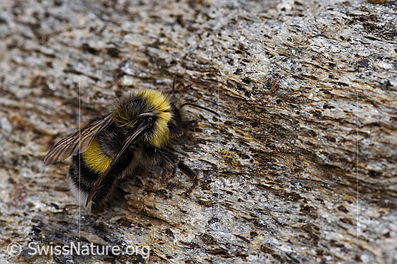 Foto: Dunkle Erdhummel (Bombus terrestris), Körperlänge 11-23mm