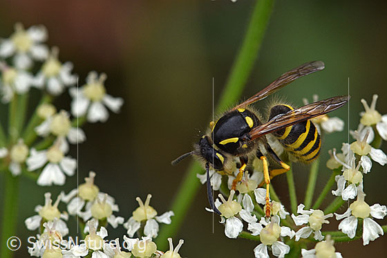Foto: Waldwespe (Dolichovespula sylvestris) auf Blüte. Länge 13-16mm.