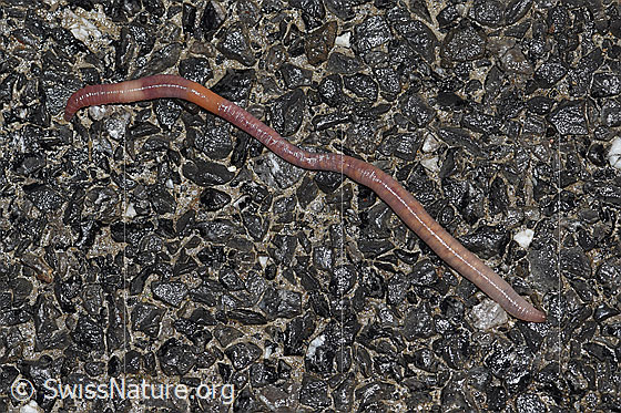 Foto: Regenwurm aus der Familie der Lumbricidae (Regenwürmer) unterwegs auf Asphalt.
Umgebung: Fahrstrasse entlang landwirtschaftlicher Nutzfläche.
Familie: Lumbricidae (Regenwürmer)