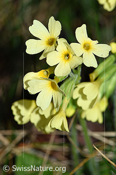 Foto: Wald-Schlüsselblume (Primula elatior), Blüten.
Umgebung: Waldrand, 580m ü.M.
Lat.: Primula elatior
Familie: Primulaceae (Schlüsselblumengewächse)
Unterfamilie: Primuloideae
Gattung: Primula (Primeln)