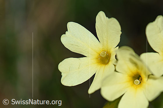Wald-Schlüsselblume (Primula elatior), Blüte