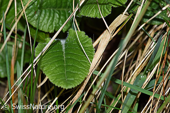Foto: Wald-Schlüsselblume (Primula elatior), Blatt.
Umgebung: Waldrand, 580m ü.M.
Lat.: Primula elatior
Familie: Primulaceae (Schlüsselblumengewächse)
Unterfamilie: Primuloideae
Gattung: Primula (Primeln)