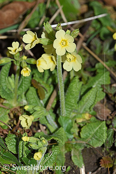 Foto: Wald-Schlüsselblume (Primula elatior). Ganze Pflanze.
Umgebung: Waldrand, 580m ü.M.
Lat.: Primula elatior
Familie: Primulaceae (Schlüsselblumengewächse)
Unterfamilie: Primuloideae
Gattung: Primula (Primeln)