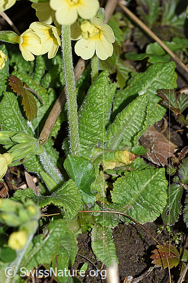 Foto: Wald-Schlüsselblume (Primula elatior), Stängel und Blätter.
Umgebung: Waldrand, 580m ü.M.
Lat.: Primula elatior
Familie: Primulaceae (Schlüsselblumengewächse)
Unterfamilie: Primuloideae
Gattung: Primula (Primeln)