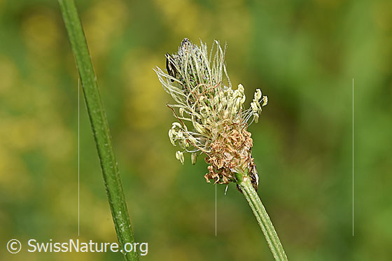 Foto: Spitzwegerich (Plantago lanceolata). Blüte.