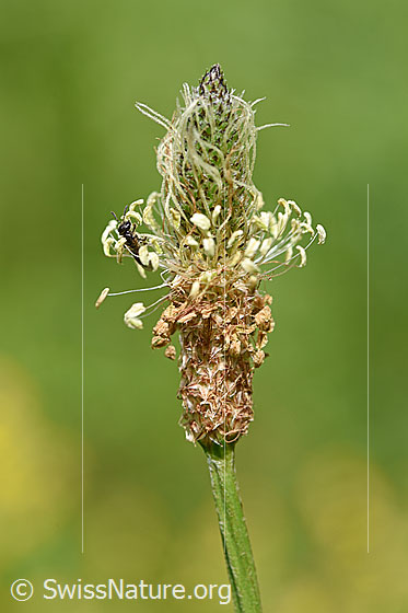Spitzwegerich (Plantago lanceolata), Blüte