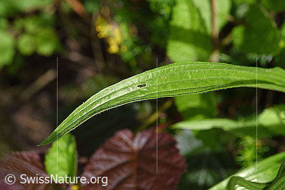 Foto: Spitzwegerich (Plantago lanceolata). Blatt.