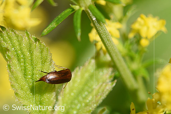 Foto: Mordellistena neuwaldeggiana auf Blatt des Echten Labkrauts (Galium verum). Länge 2,7-4mm. Ansicht Flügel und Stachel.