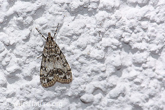 Eudonia truncicolella (Zünsler)