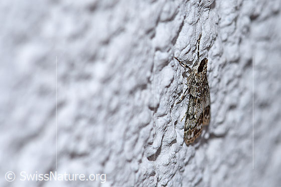 Foto: Eudonia truncicolella (Zünsler) an Hauswand. Ansicht von der Seite.
