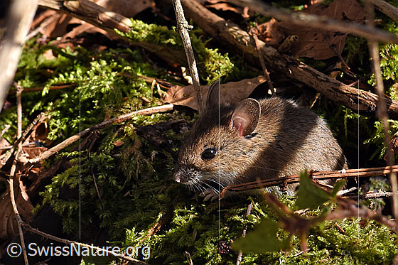 Foto: Wahrscheinlich Waldmaus (Apodemus sylvaticus). Körperlänge: 67 - 114mm. Schwanzlänge: 67 - 113mm.