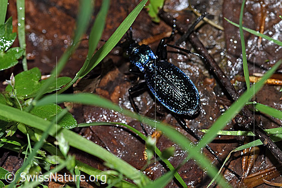 Foto: Dunkelblauer Laufkäfer (Carabus intricatus). Länge 24 - 36mm. Ansicht von oben.