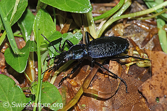 Dunkelblauer Laufkäfer (Carabus intricatus) Dunkelblauer Laufkäfer (Carabus intricatus)