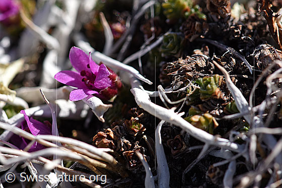 Foto: Gegenblättriger Steinbrech (Saxifraga oppositifolia). Einzelne blühende Blüte.