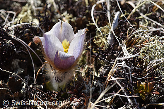 Foto: Frühlings-Anemonen (Pulsatilla vernalis). Ganze Pflanze (Habitus). Ansicht von schräg oben.
Andere Namen: Pelz-Anemone, Frühlings-Küchenschelle.