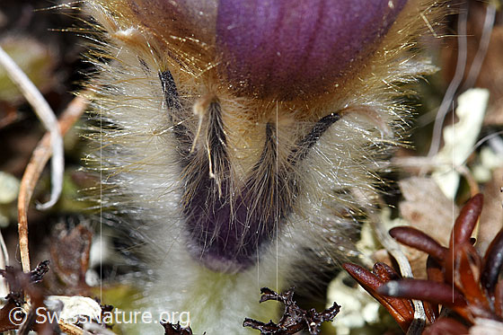 Foto: Frühlings-Anemonen (Pulsatilla vernalis). Stängel, Hochblätter und Teil der Blüte. Alles dicht behaart.