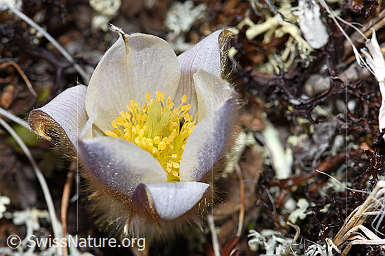 Foto: Frühlings-Anemonen (Pulsatilla vernalis). Blick von schräg oben in die Blüte.