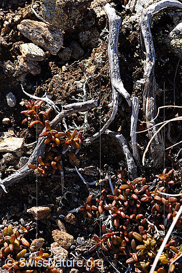 Photo: Loiseleuria procumbens. Leaves and small stems. The diameter of the stems increases by less than 0.1 mm per year. 