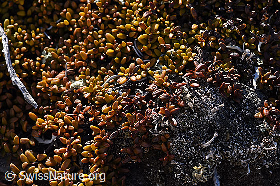 Photo: Loiseleuria procumbens. Leaves.