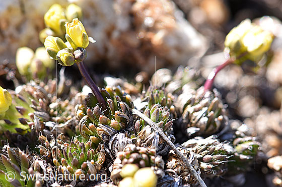 Photo: Draba hoppeana. Whole plant (habiti). View from the side.