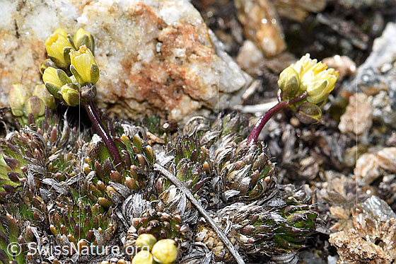 Photo: Draba hoppeana. Whole plant (habiti). View from the side.