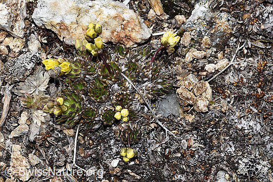 Photo: Draba hoppeana. View from above.