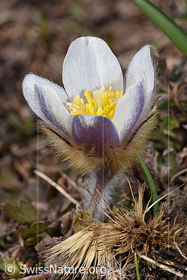 Photo: Pulsatilla vernalis. Whole plant (habiti). Flower fully open.