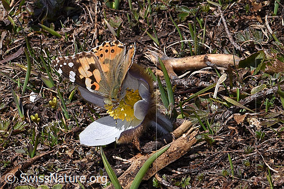 Photo: Vanessa cardui on Pulsatilla vernalis. Vanessa cardui at feeding. Wings half open. View from diagonally above.