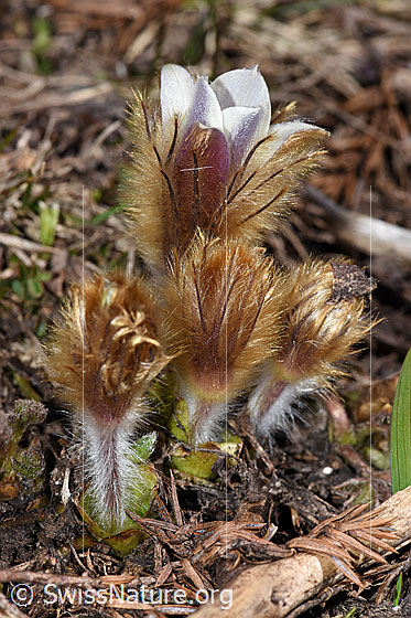 Photo: Pulsatilla vernalis. Whole plant (habiti). Blossoms not yet fully opened.
