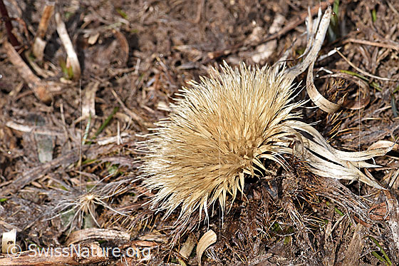 Foto: Silberdistel (Carlina acaulis ssp. caulescens). Verblüht.