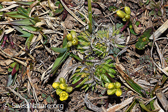 Foto: Hoppes Felsenblümchen (Draba hoppeana). Ganze Pflanze (Habitus). Ansicht von oben.