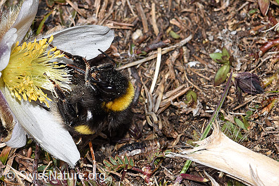 Photo: Bombus cryptarum on Pulsatilla vernalis. View from the front.