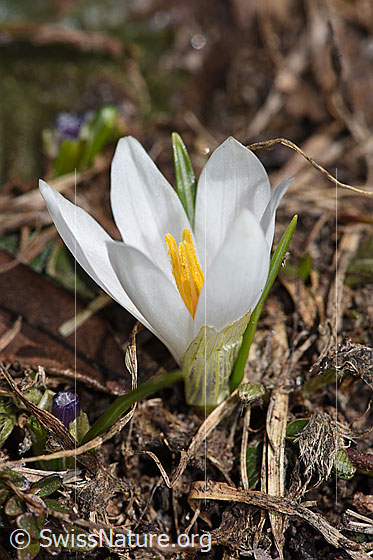 Foto: Frühlings-Krokus (Crocus albiflorus). Ganze Pflanze (Habitus). Blüte weiss und geöffnet.