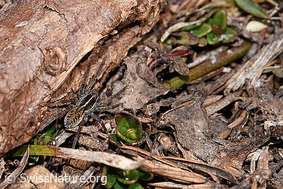 Photo: Probably Pardosa monticola. View from above.