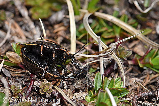 Photo: Jalla dumosa. Length 11 - 15mm. During mating. On the right, a caterpillar.